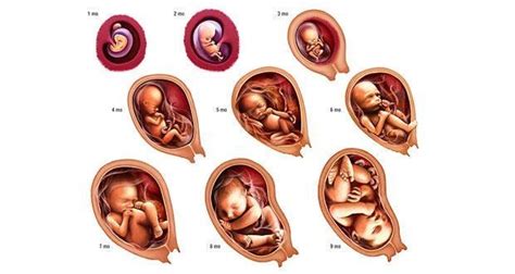 Stages Of Development In The Womb Uterus Diagram Quizlet