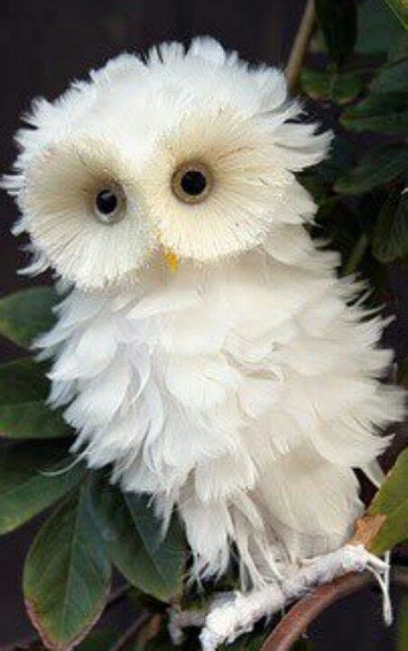 Cute Baby Snowy Owl Snowy White Baby Owl Love Animals Beautiful