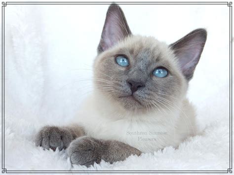 Siamese Cat Hypoallergenic Cats For Sale Cat Meme Stock Pictures And