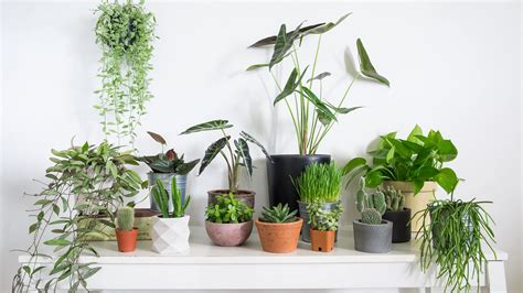 Houseplant And Indoor Plant Care Guides From Ruxley Manor