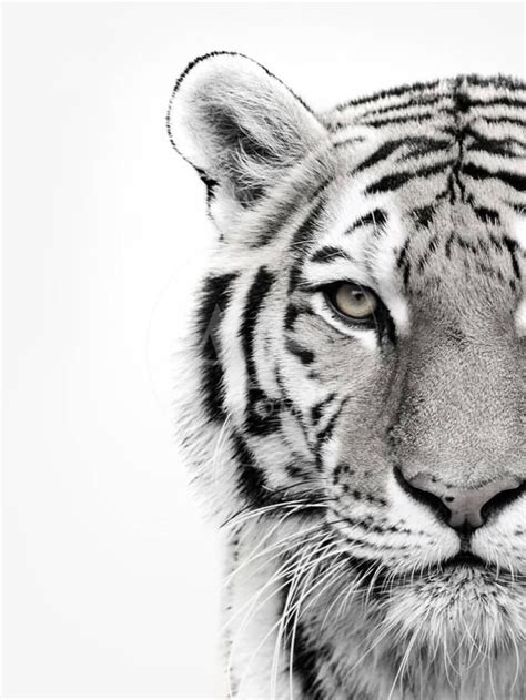 White Tiger Photographic Print Design Fabrikken Art Com In 2020