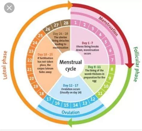 What Are My Fertile Days On A 28 Day Cycle