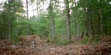 Dnr Confirms Cougar Sightings In Up
