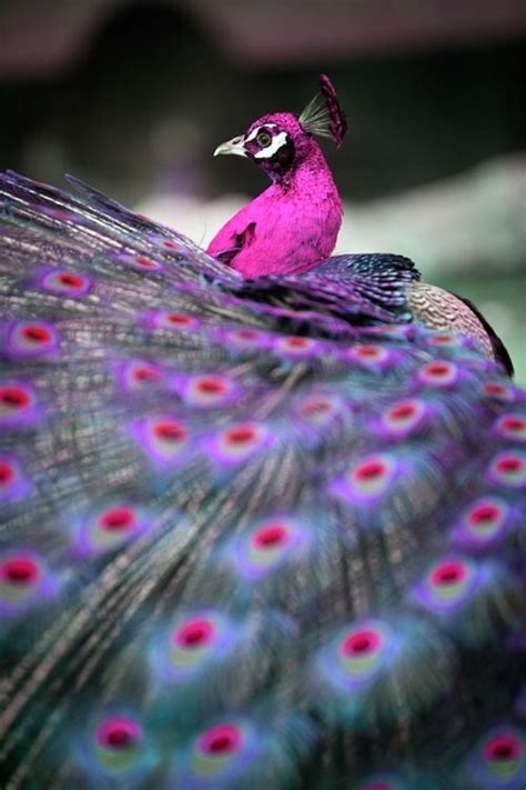 Pink Peacock Animals Beautiful Birds Colorful Birds