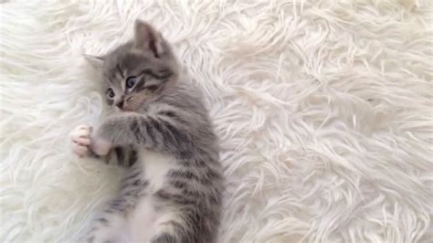 Cute Grey Kitten Playing Youtube