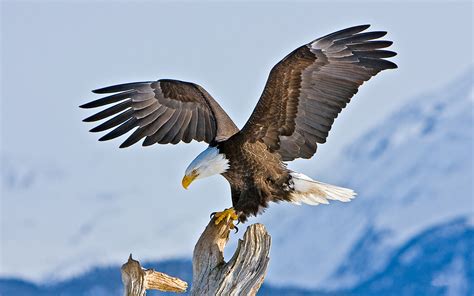 Widescreen wallpapers high resolution images download. Bald Eagle Aaska Wallpaper For Mobile Phone And Pc ...
