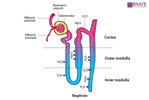 The Parts Of The Nephron