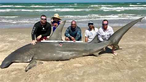 Fishermen Catch 14 Foot Long Hammerhead Shark In Corpus Christi Video