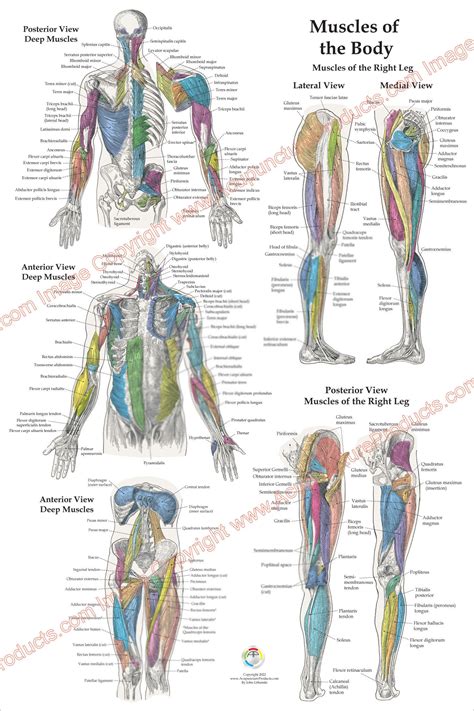 3 Human Muscle Anatomy Poster Anterior Posterior And Deep Etsy Hong Kong