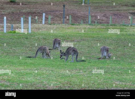 Australian Native Animals Hi Res Stock Photography And Images Alamy