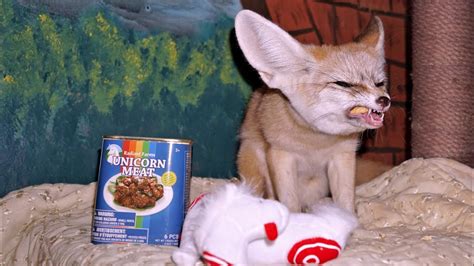 Fennec Fox Reacts To Unicorn Meat Youtube
