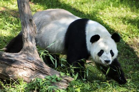 The Problem With Panda Privilege The Washington Post