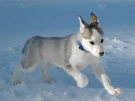 The Siberian Husky Fun Animals Wiki Videos Pictures Stories