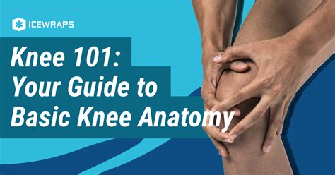 Knee 101 Your Guide To Basic Knee Anatomy Icewraps