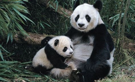 Mother And Baby Panda Bears Panda Bear Panda Baby