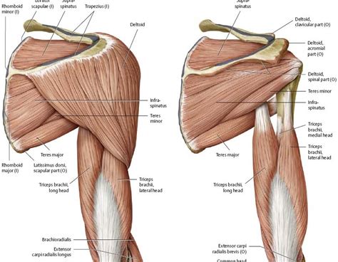 Right Shoulder Anatomy Diagram Schematic Representation Of The Right