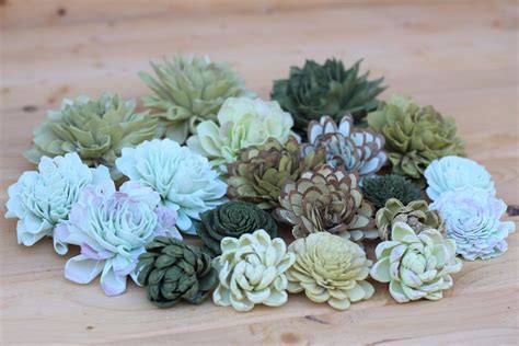 Get wholesale pricing to supply your business and let us help you grow. Mixed Assorted Sola Wood Succulents - SolaFlowerStore