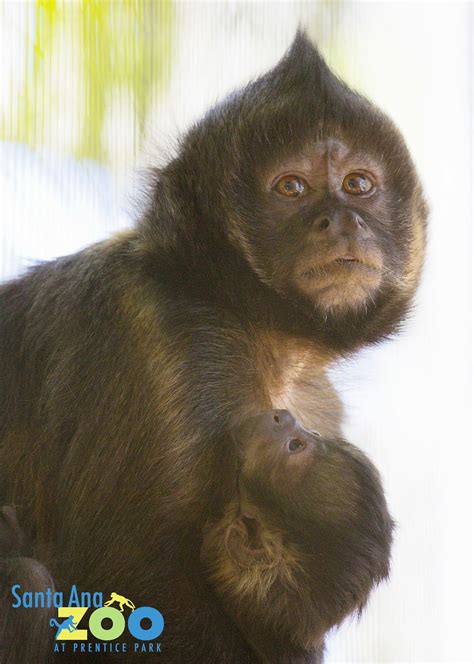 The Santa Ana Zoo At Prentice Park Endangered Monkey Born At Santa Ana