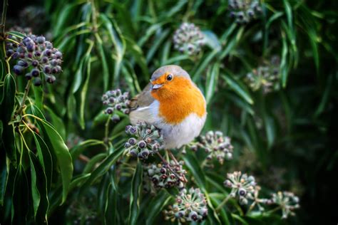 For much of the past 12 months, while we haven't been able to venture further than the local park or the end of our garden path, many of us have taken vicarious pleasure in following the flight paths of. RSPB birdwatch - Big Garden Birdwatch 26-28/Jan - Chalk & Moss