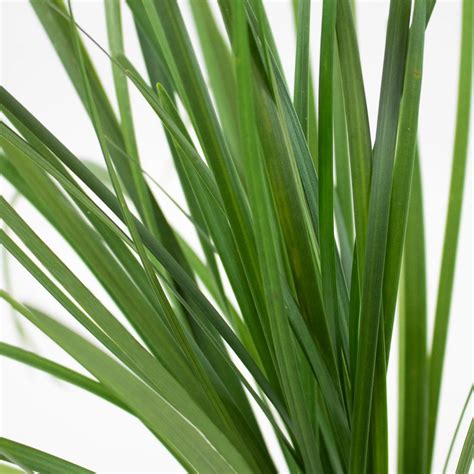Wholesale Lily Grass Greenery ᐉ Bulk Lily Grass Greenery Online In