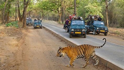 Experience The Best Indian Wildlife Safaris Tours Antilog Vacations