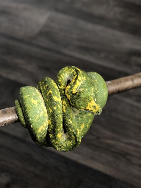 Scotland Green Tree Python Biak Female Reptile Forums