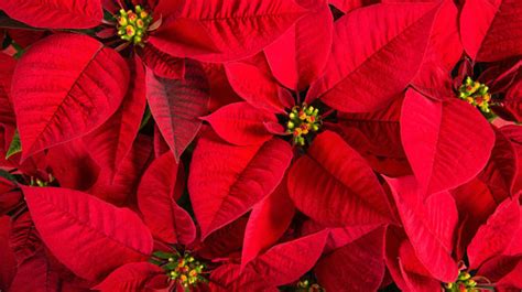 Why Poinsettias Are Associated With Christmas Mental Floss