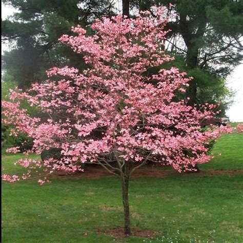Pink Dogwood Tree Gorgeous Rose Pink Flowers In Spring Vibrant Red
