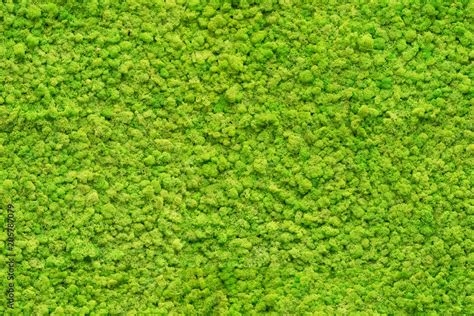 Seamless Close Up Green Moss Texture Stock Photo Adobe Stock
