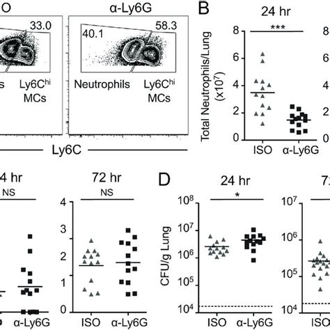 Anti Gr 1 Mediated Depletion Of Neutrophils And Ly6c Hi Monocytes