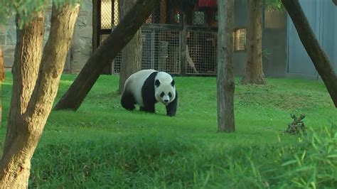 How To See The Pandas When The National Zoo Reopens This Weekend