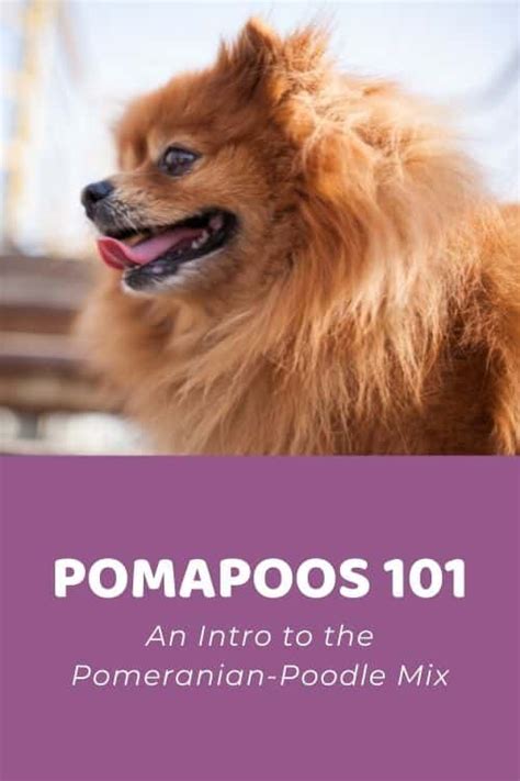 Pomapoo 101 An Intro To The Pomeranian Poodle Mix Doodle Doods