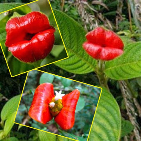 Ajabgajab Amazing Flower Kissing Lips