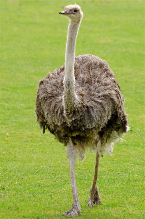 Emu Free Stock Photo Public Domain Pictures