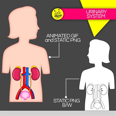 Urinary System Animation