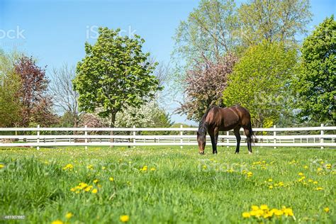 Bay Quarter Horse Grazing In Springtime Pasture Stock Photo - Download ...