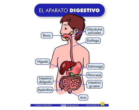 Tomidigital Sistema Digestivo Grado Cuarto