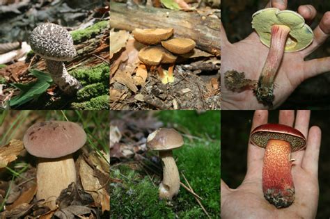 2023 Mushroom Memories Bountiful Boletes