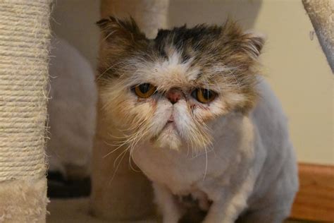 Последние твиты от michigan cat rescue (@micatrescue). Michigan Persians - Specialty Purebred Cat Rescue