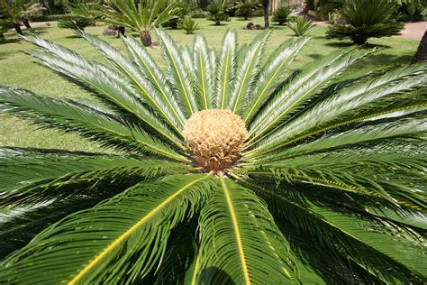 Cycas Revoluta Palmier Fougère Sagoutier Cycas Du Japon Sagou Du