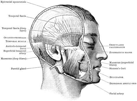 Head Showing Mastication Muscles | ClipArt ETC