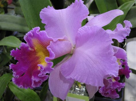 Pin By Dan On Orchids Beautiful Orchids Cattleya Orchid Macro Photography Flowers
