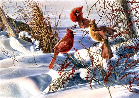 Red Cardinal Bird Painting Christmas Cardinals Birds Snow Hd