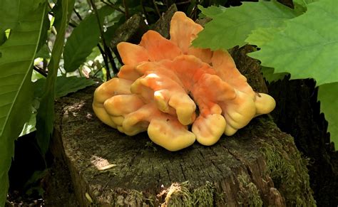 11 Fascinating Fungi You Can Find In The Uk Greenpeace Uk