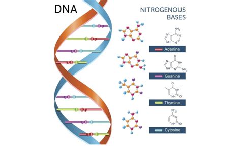 1 The Double Helix Structure Of Dna With Base Pairs A T And G C