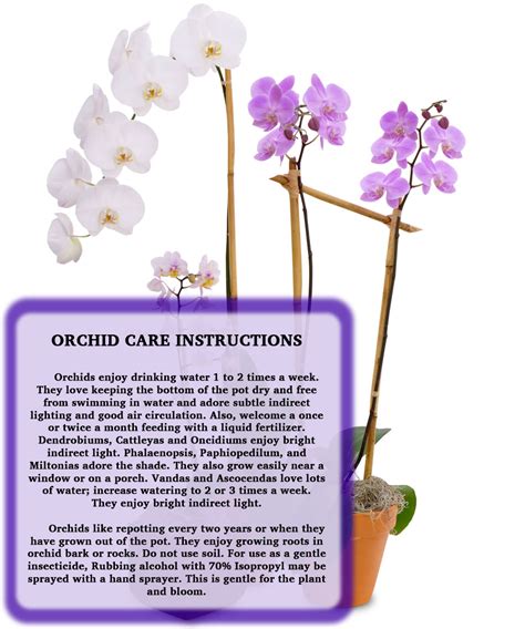 Orchid Care Instructions