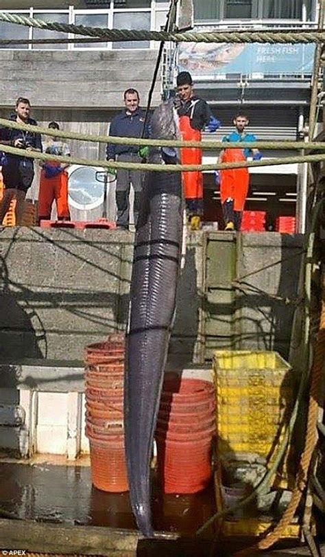 Giant 130lb Eel Is Caught Off Coast Of Devon Plymouth World Records
