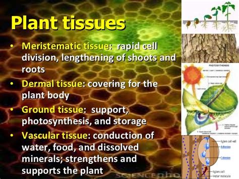 Presentation03 Plant And Animal Tissues