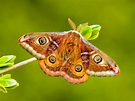 Moth wings have structures that help them avoid bats • Earth.com