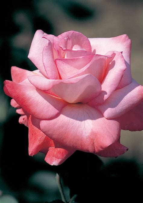 Rosa ‘twobe Pp7901 Beautiful Rose Flowers Beautiful Roses